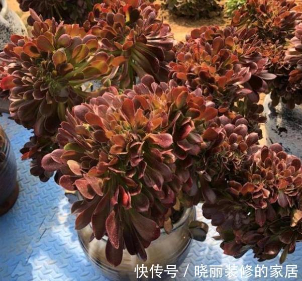 长势|入秋以后,多肉法师要放养,丢失外长势旺,养成群生手捧花