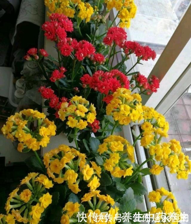 花儿|家里常扔的一种“皮”,水里泡一泡,浇花响当当,叶片肥壮花儿旺!