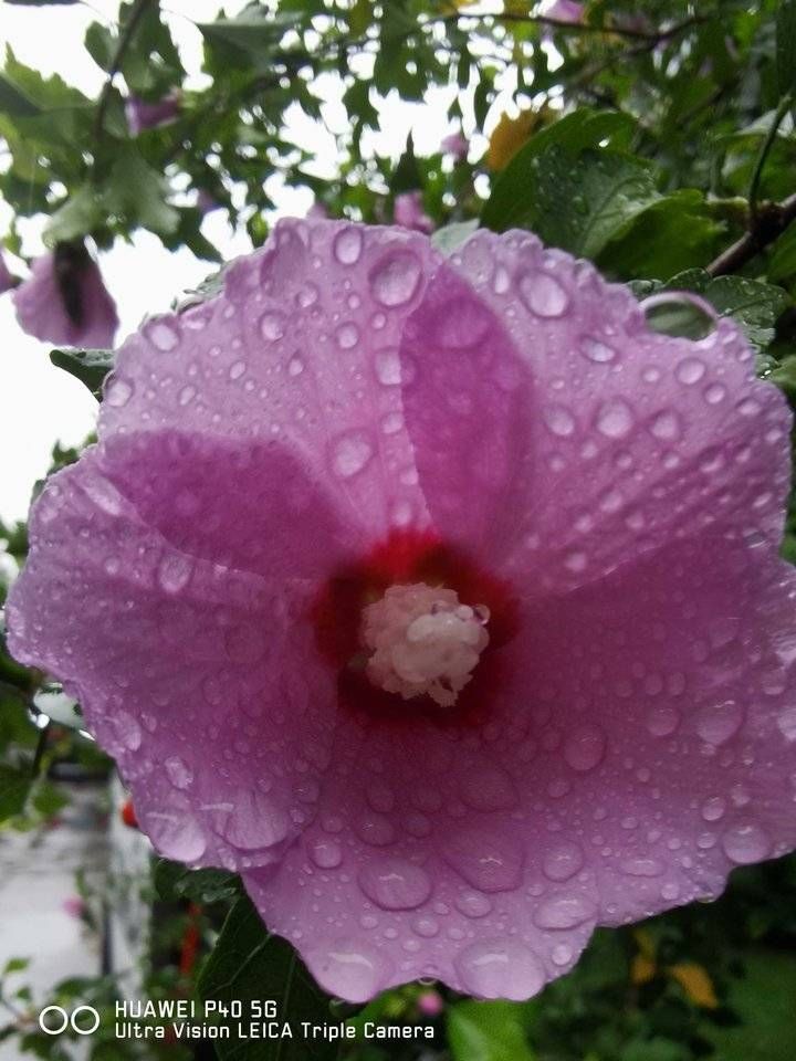 寒衣节&青未了/寒衣节思念逝去的亲人