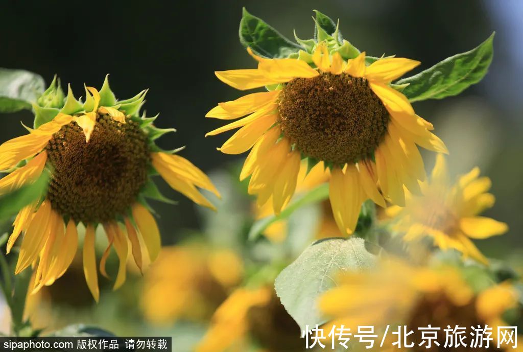 花海|金秋去哪看向日葵花海？这三处强推！有的还能露营~