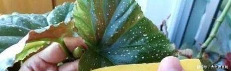 养花|养花想要叶子肥绿?教你几招,叶子油绿、新芽挤满盆!