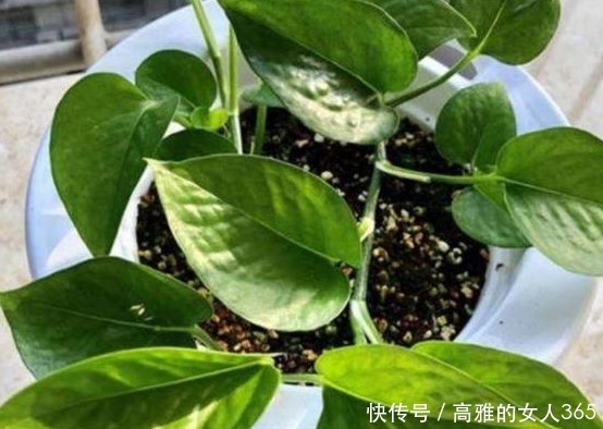 春天养这四款花草,剪得越狠,必定枝繁叶茂,花开满枝