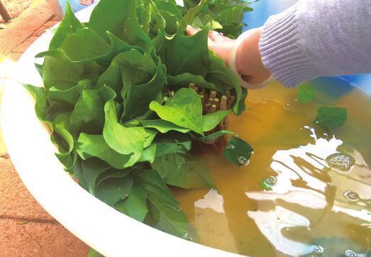 三角梅|盆景三角梅扦插育苗新技术