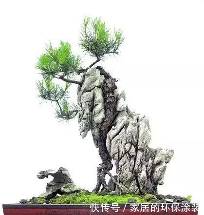 漂亮|漂亮的附石盆景，令人爱不忍释