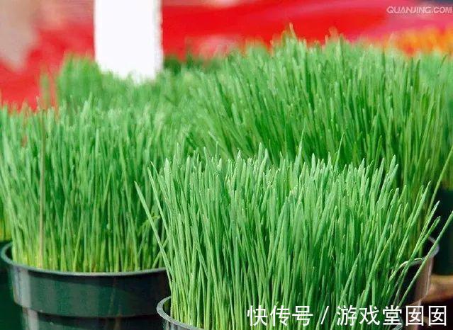 小麦在家种,7天长出苗,炒成菜别提有多好吃了