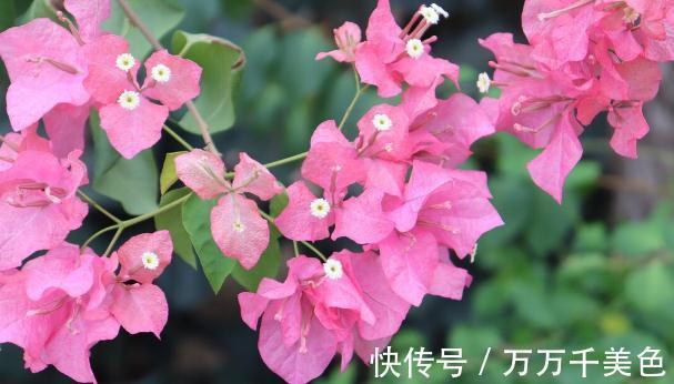 花盆越小开花越好的“皮实”花,塞进小花盆里,好养又好看