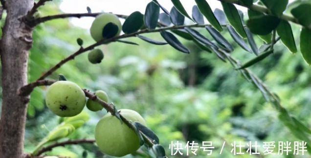 树苗|这野果吃一口忘不了,一口苦,二口酸,三口回甘,药食两用价值高!