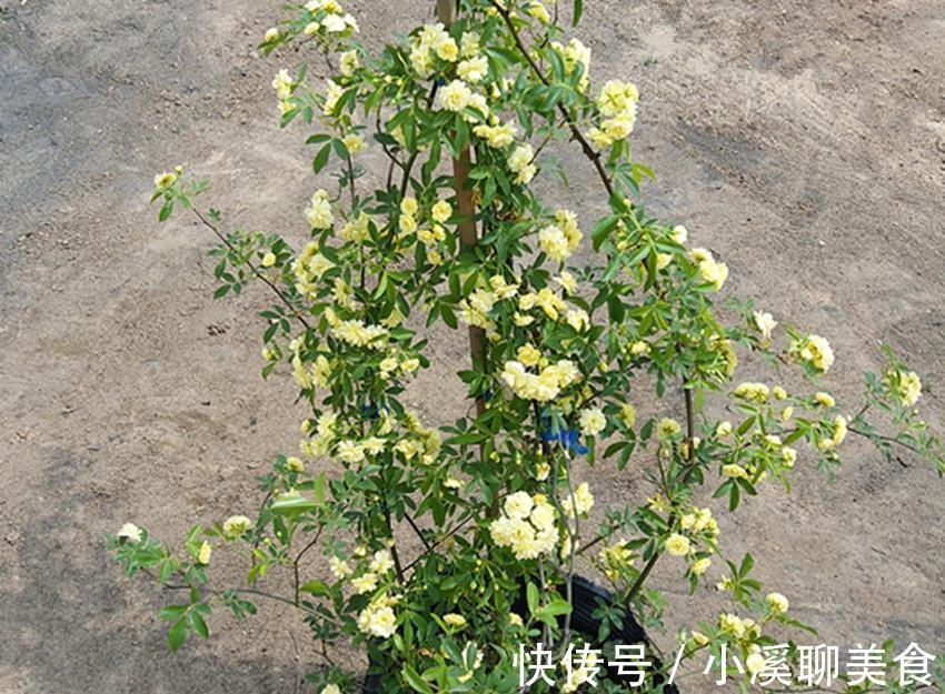 七里香|此花比啥花都香，沾土就活，花开大半年，家养一盆香味十足