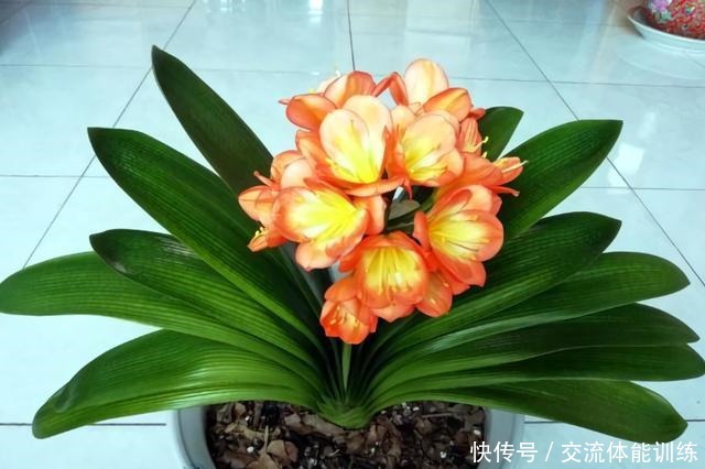 4种花,小苗“很便宜”,越养越“值钱”,聪明花友都喜欢!