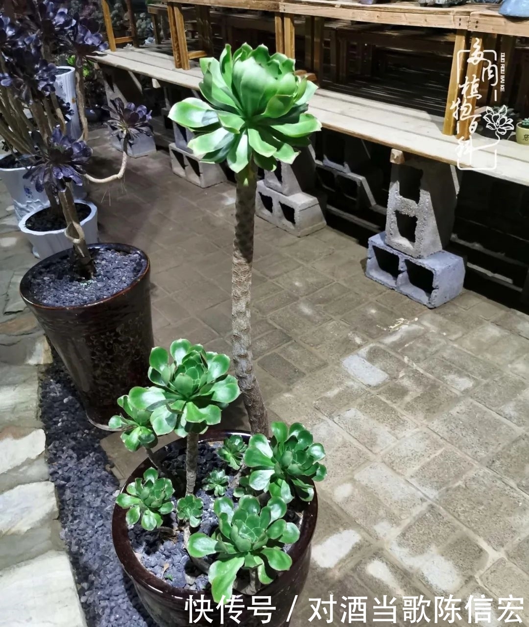 多肉桃花源:别人笑我太疯癫,我笑他人看不穿!