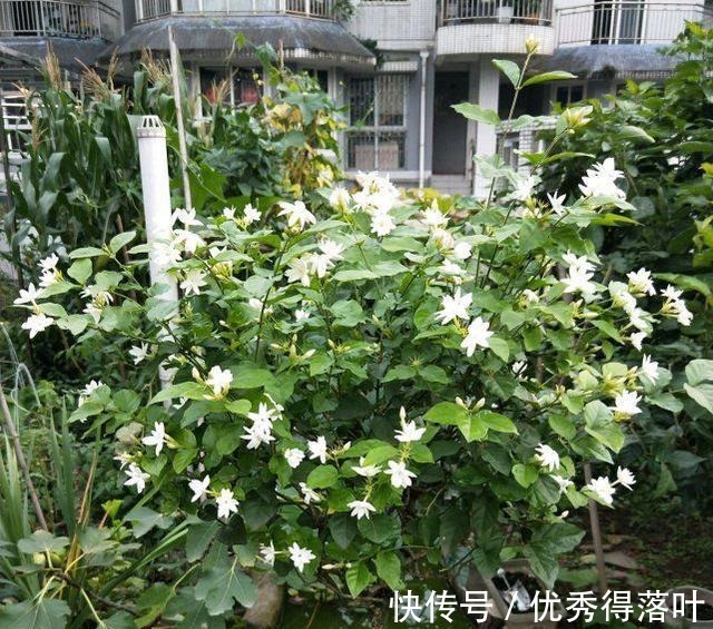 冬天养茉莉,正在“虚弱期”,避开5“惧怕”,开花更劲爆!