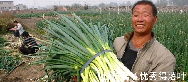大葱冬天怎么保存教你3个好办法，不烂根、不空心，放一年不坏！