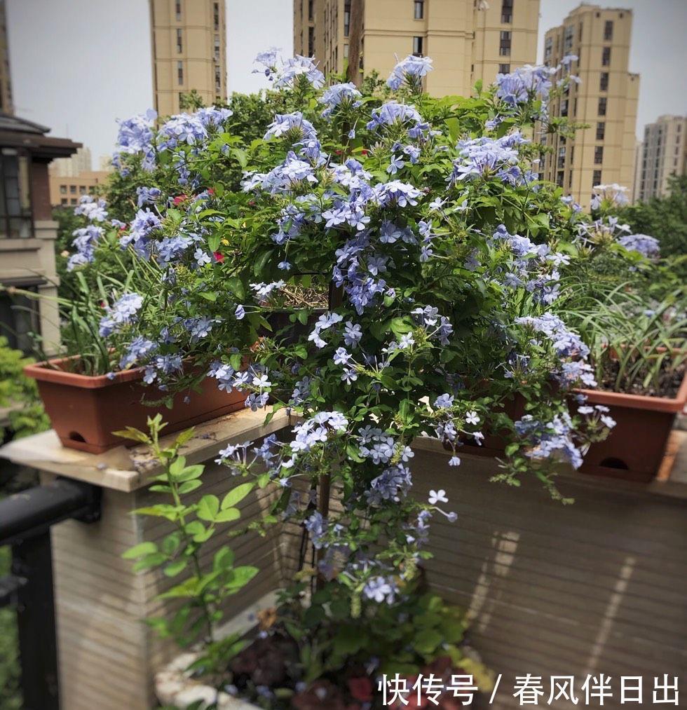 残花|夏天的蓝雪花,做好3件小事,开花多十倍,清新美丽