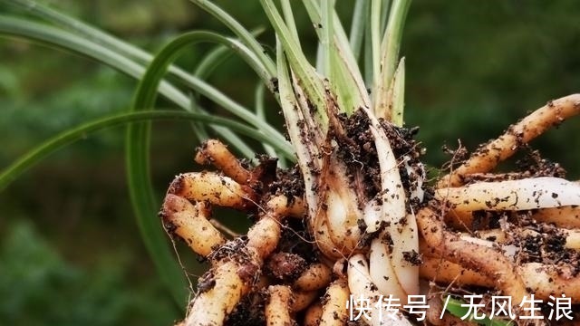 兰友|兰花快速生根的方法，不必高价买植料，15天就能出新根