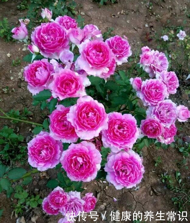 貌可比牡丹,香气胜兰花,四季有花开,这种盆栽花卉,很值得拥有!