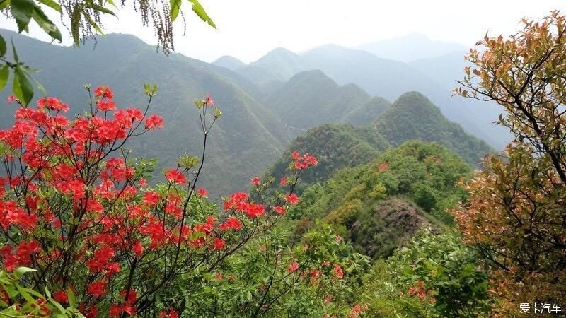 山上开遍映山红