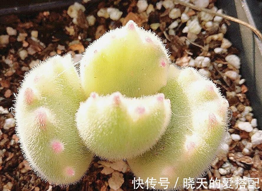 养毛绒绒多肉熊童子,做到这4点,不掉叶,呼呼长爆盆