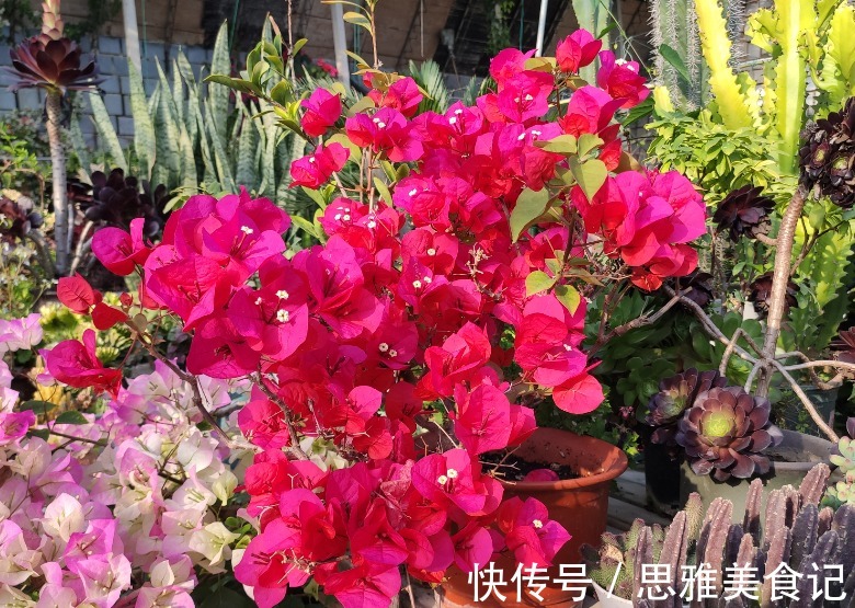 三角梅只长叶不开花,多数人是2点没做好,看看你符合哪一点