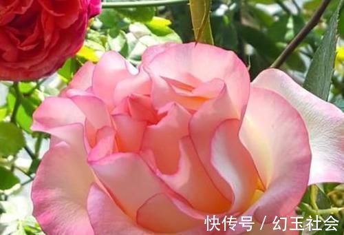 玫瑰花界|3种花深受花友的喜欢,沾土就能活,开花就爆盆,不易生病好养护