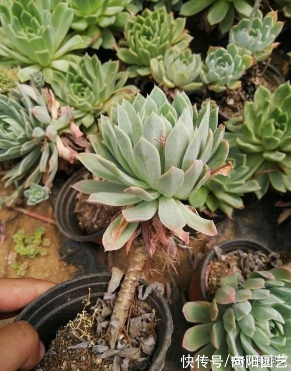 忌讳|养多肉，最忌讳“浇水”，水“越少越好”，“干土养肉”最安全