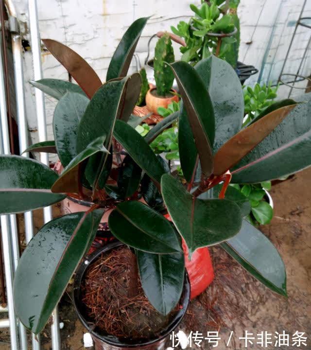 枝繁叶茂|别人养的橡皮树枝繁叶茂像大树，是因为你没掌握养护技巧