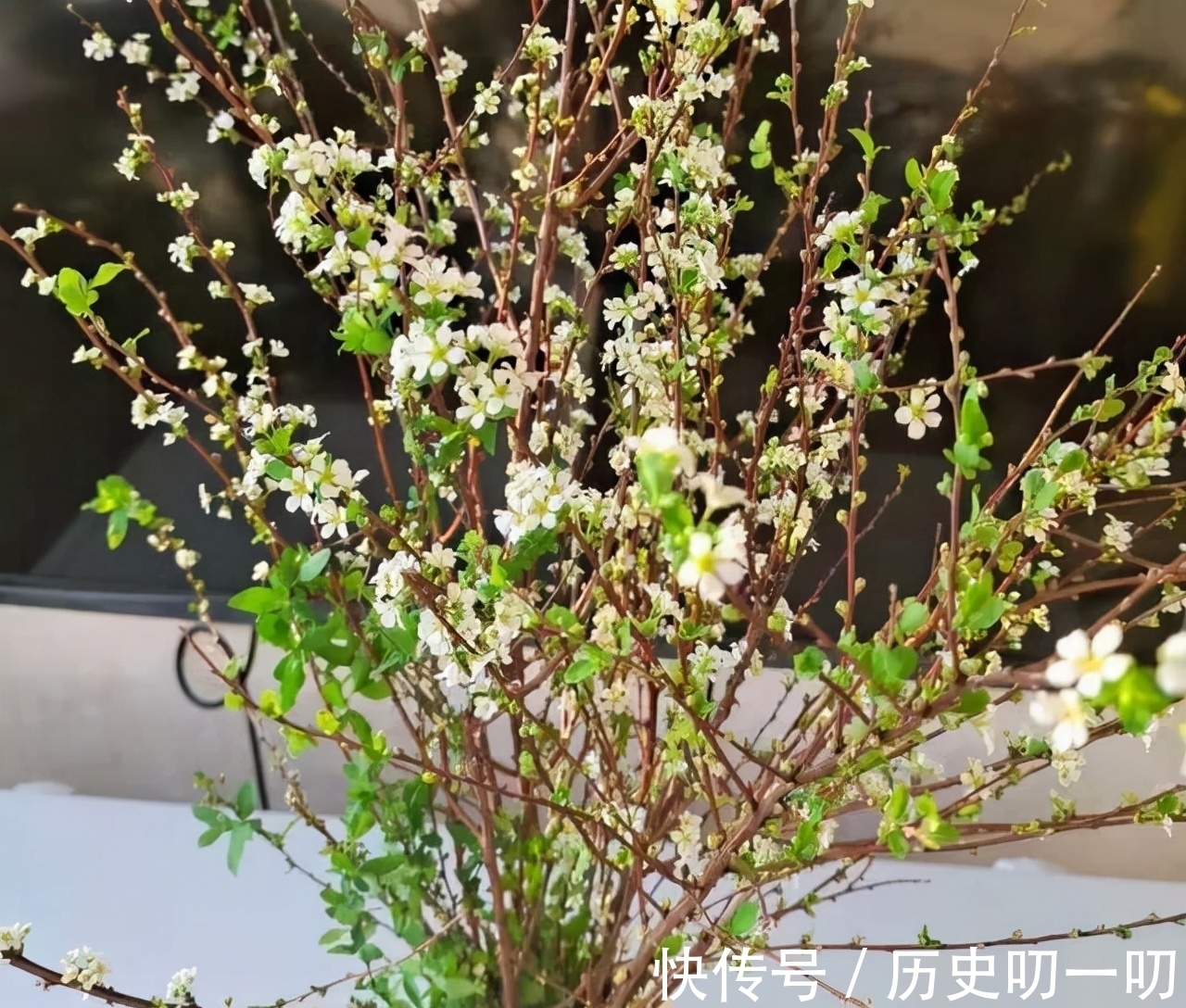 列入|这“三种花”不能养,已被列入“养殖黑名单”,别再傻傻当作宝