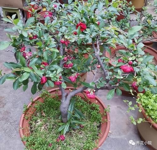海棠花|养海棠盆栽,几个关键养护要做对,才能大量开花