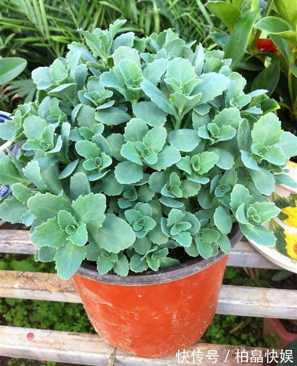 石头缝里的“野多肉”,看到挖几棵,种盆里,能长一大片,美死了