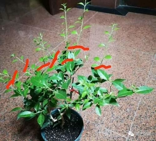 邻居家三角梅“见花不见叶”，仅做好了这3点，很多花友容易忽视！