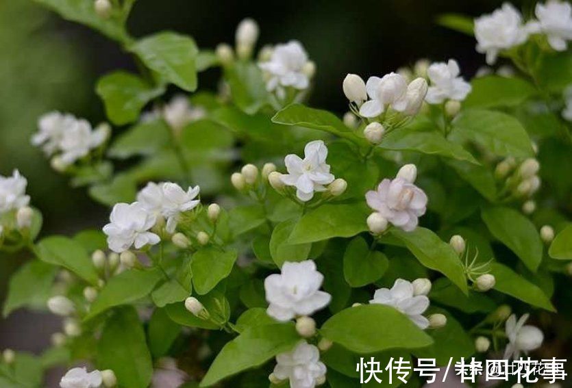 入冬后养茉莉，要“保守静养”，遵守2个规矩，不注意开春收空盆