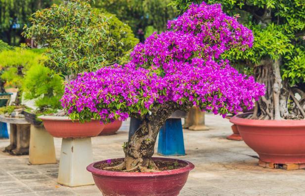 小窍门|三角梅花期不开花怎么办3个小窍门，助力全年花开爆满盆