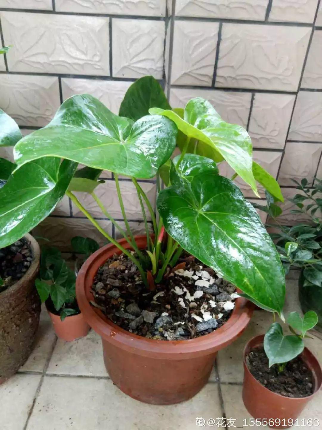 扦插|不用扦插,养花1盆变10盆,把根一掰,成活率翻倍!