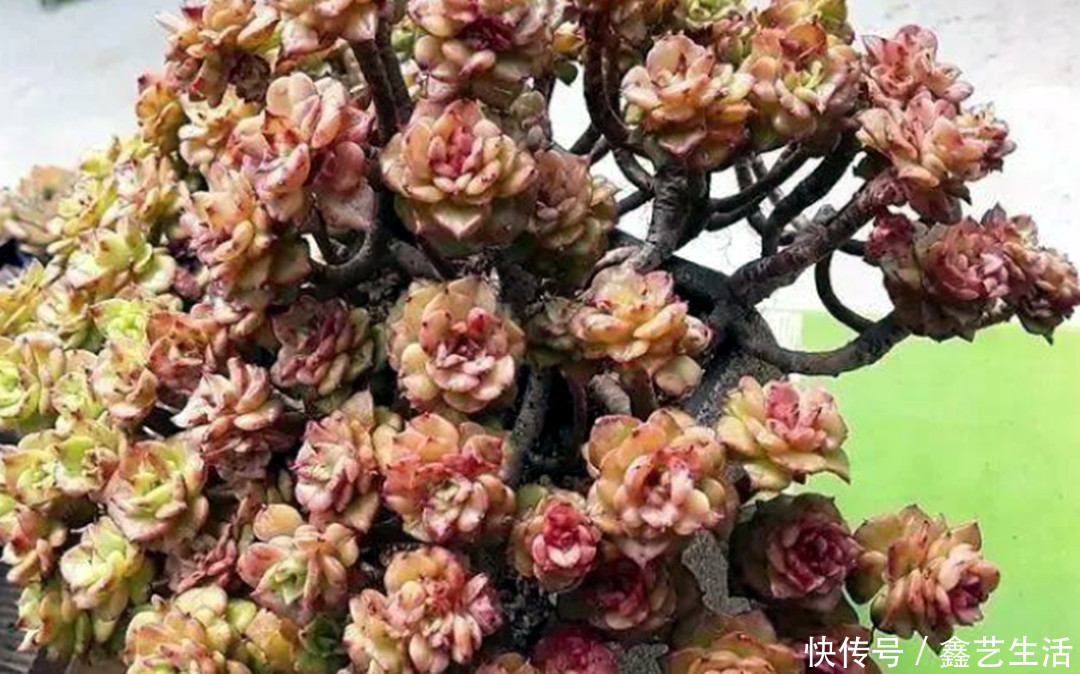 瀑布|最耐晒的8种多肉,夏天照样疯长不停,呼呼窜成小瀑布