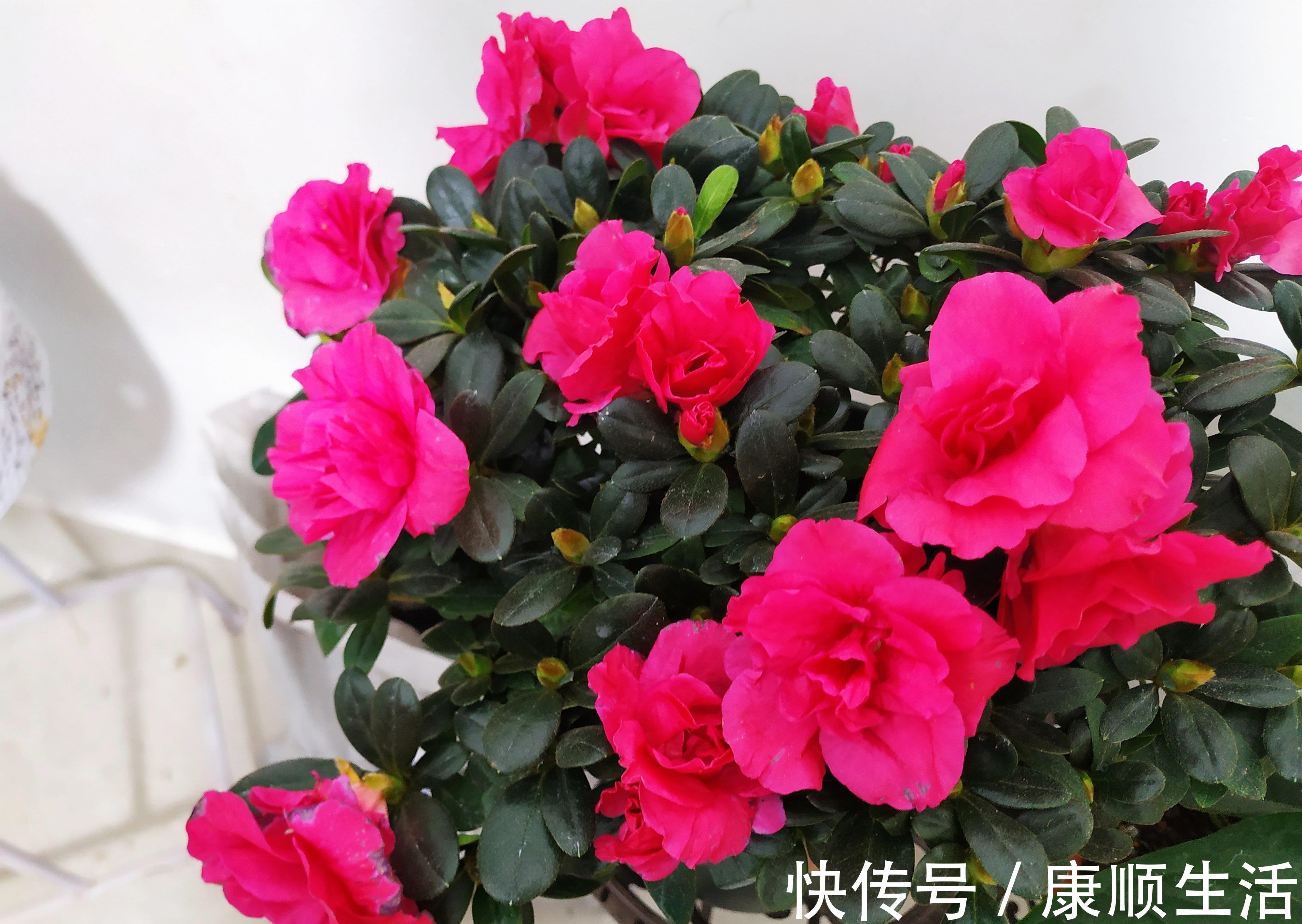 怪不得养花老是死,这些花都喜“酸水”,吃了酸不黄叶