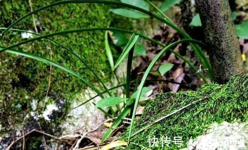 种植兰花为何不用土？原因其实很简单