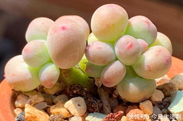 多肉长得快不快,土壤很关键,多肉分类配土的7种方法!