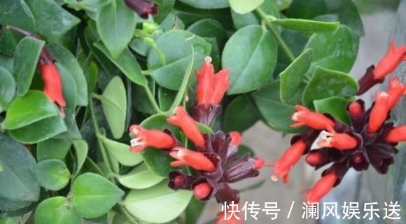 有机肥料|吊兰也能“开红花”，养一盆“嗖嗖”冒花苞，比绿萝漂亮！
