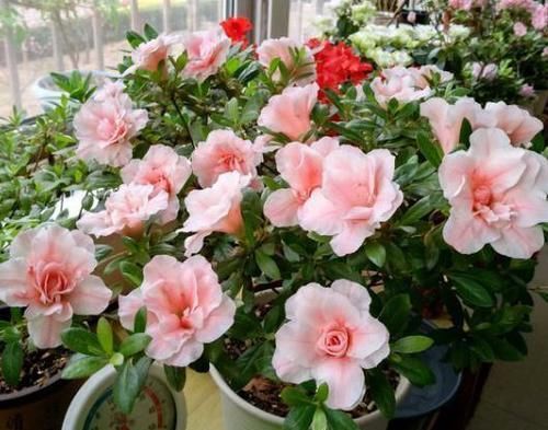  养不活|花市买花擦亮眼，碰到4种花不能买，因为根本养不活