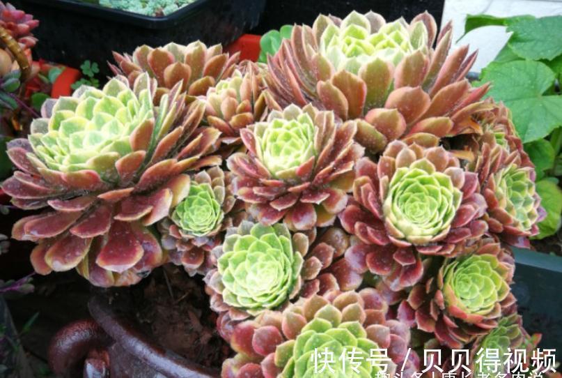 入冬虽冷,但法师多肉还可以生长,不过要注意有一道养护的分水岭