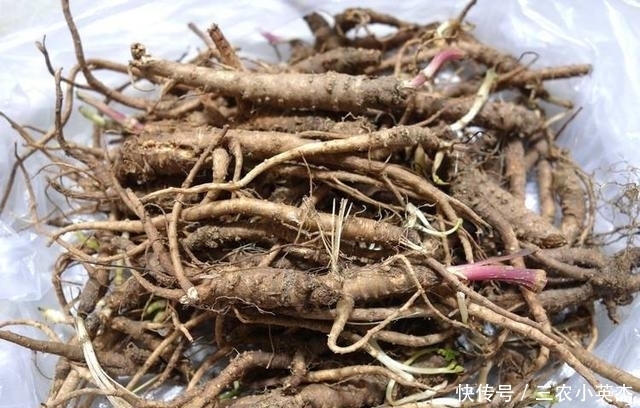 野草|村民们叫它“土当归”,药用价值媲美“人参”,晒干能卖约5千元