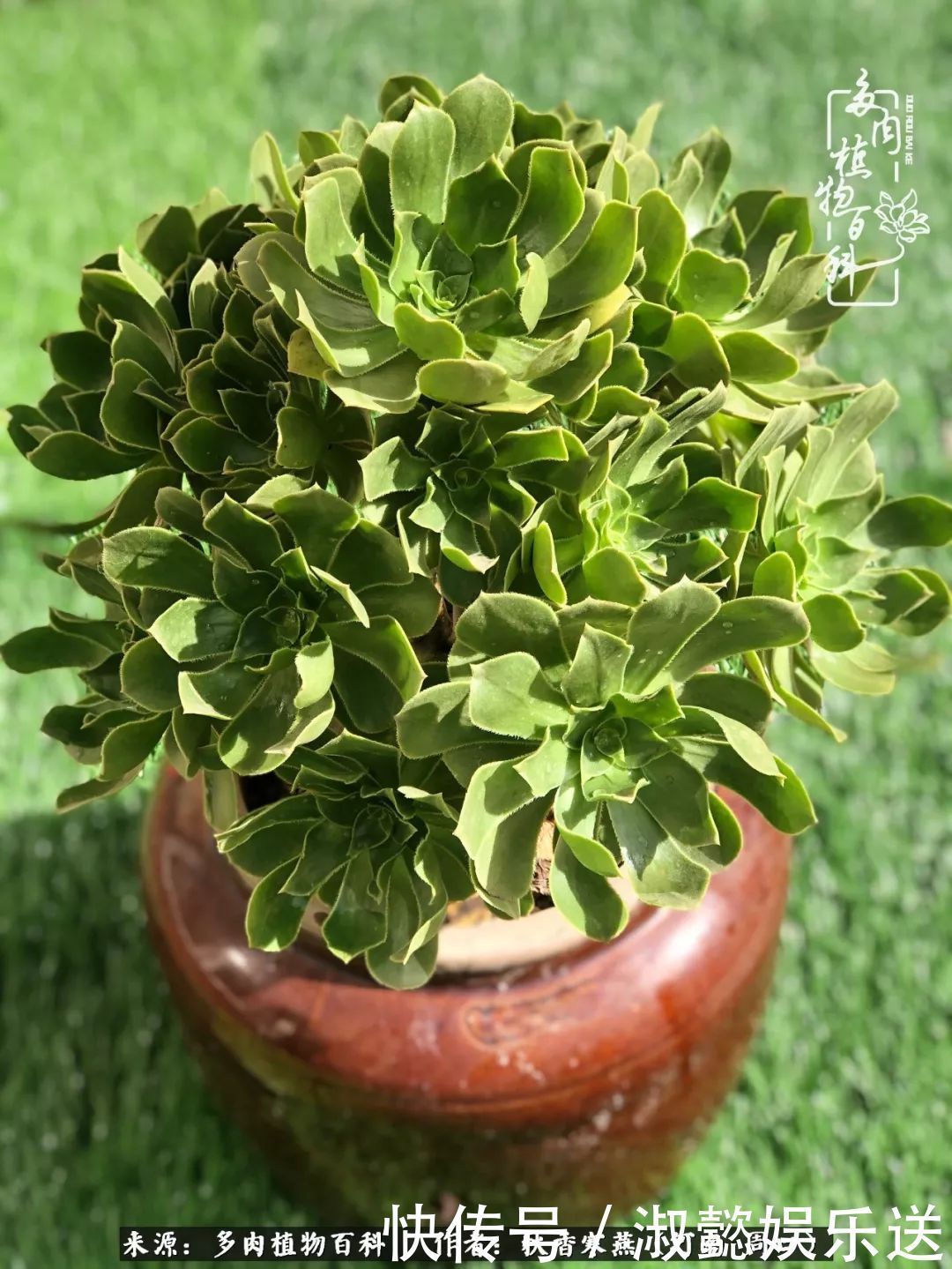 百科|多肉千万种,我独爱法师!爱它的霸气,更爱它的华丽蜕变!