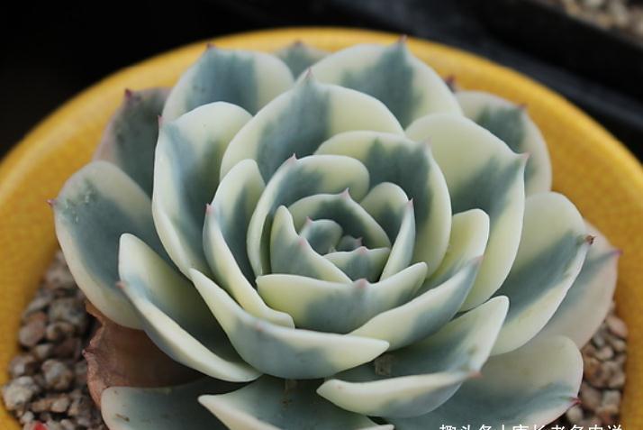 养多肉玉蝶锦的肉友你养活了吗?没养活的话来试试这两种养法吧!