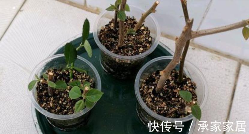 泥炭土|扦插三角梅，该怎么获取成功？抓住3点，枝条轻松变成小花苗