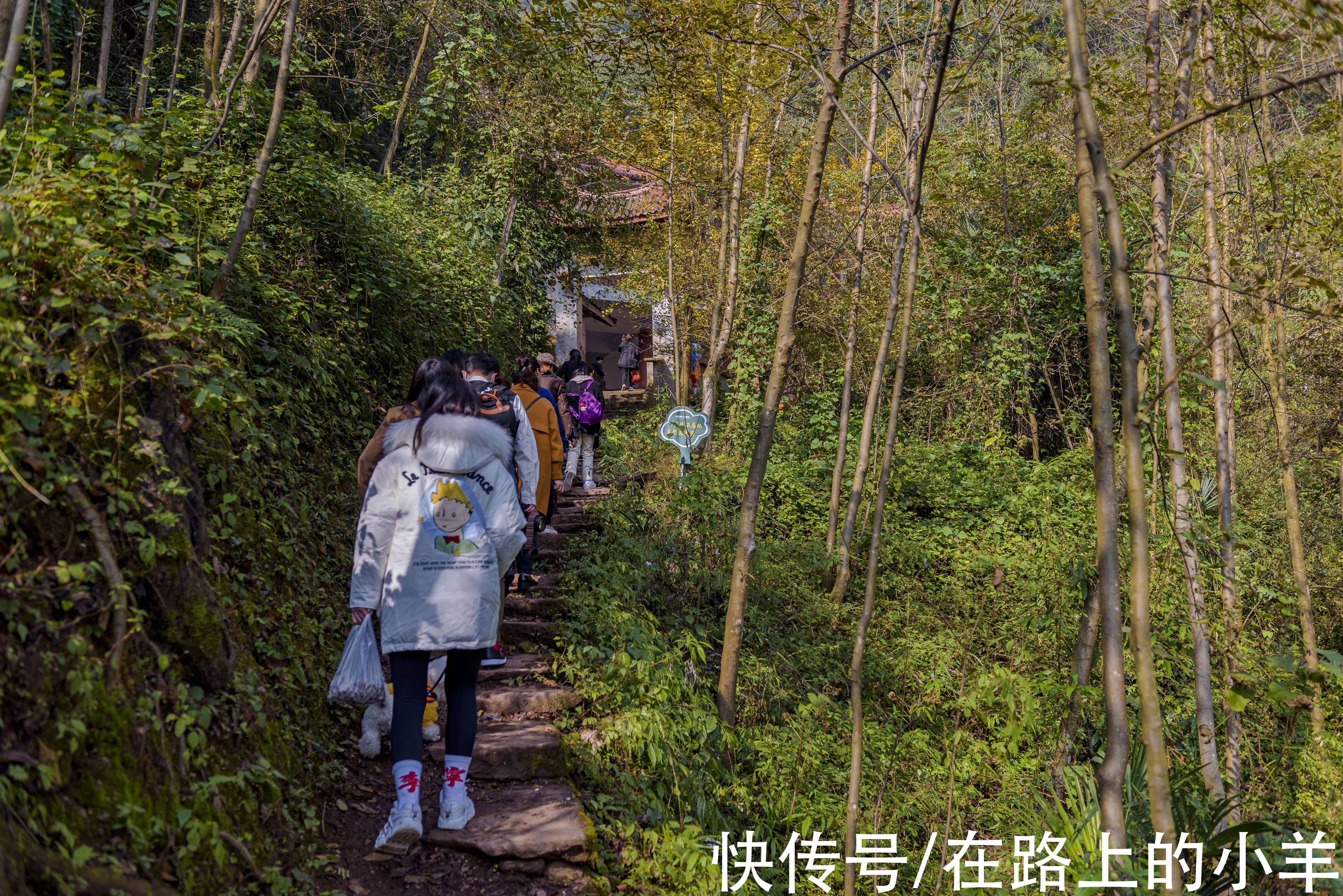 佛塔|开车2小时也要来的成都古寺银杏，不要门票很良心，每年只火七天