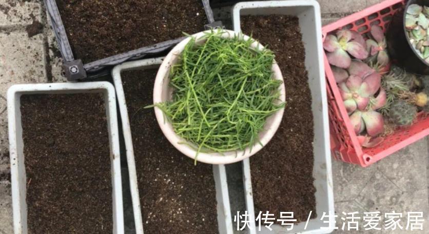 养花该怎么减少花销?扦插育苗,年年都能省下不少钱