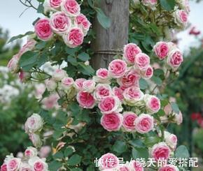 家庭庭院必养的5种藤本月季，好看好养还好打理，关键是太漂亮了