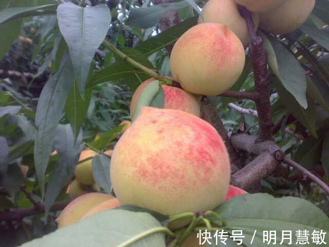 银白桃|每天吃一个，皱纹没了，色斑少了，婴儿般的皮肤回来了