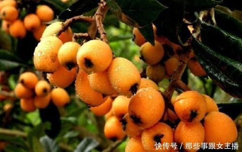 枇杷果的功效与作用不得了,好一颗美味的枇杷果