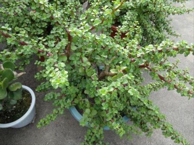 叶片饱满有光泽,金枝玉叶养得好,别踩了几个“雷区”