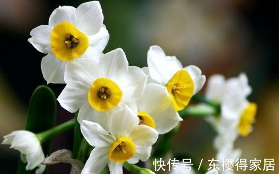 金盏银台|农历8月1号起,最适合养这些花,颜色很好看,香飘四溢